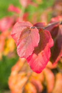 Parrotia persica 60-80 cm container - image 6