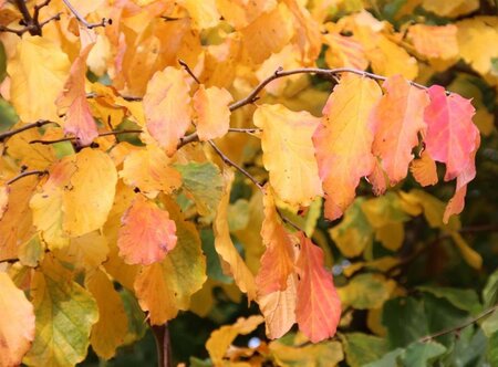 Parrotia persica 60-80 cm container - image 5