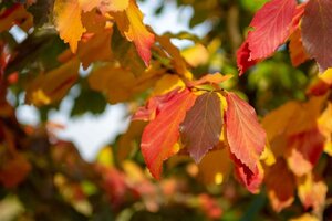 Parrotia persica 60-80 cm container - image 4