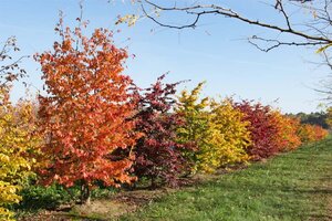 Parrotia persica 60-80 cm container - image 3