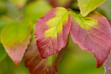 Parrotia persica 60-80 cm container - image 2