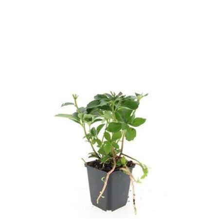 Pachysandra terminalis geen maat specificatie 0,55L/P9cm - afbeelding 8