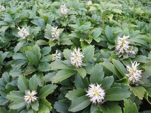 Pachysandra terminalis geen maat specificatie 0,55L/P9cm - afbeelding 5