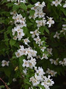 Philadelphus 'Belle Etoile' 80-100 cm cont. 10L - image 1