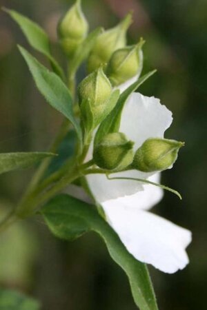 Philadelphus 'Belle Etoile' 80-100 cm cont. 10L - image 3