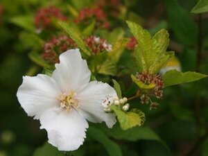 Philadelphus 'Belle Etoile' 80-100 cm cont. 10L - image 4