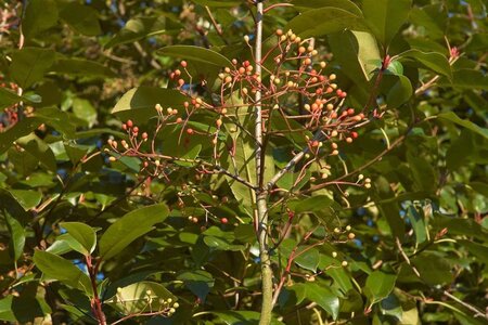 Photinia fraseri 'Red Robin'= 'Roodborstje' 125-150 cm met kluit - afbeelding 11