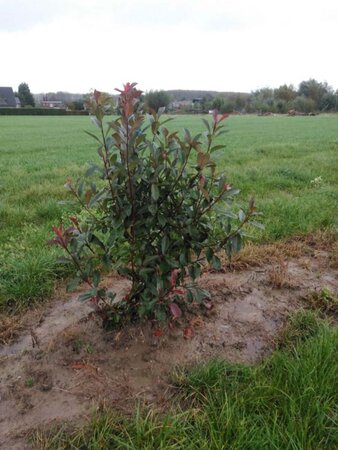 Photinia fraseri 'Red Robin'= 'Roodborstje' 125-150 cm met kluit - afbeelding 7