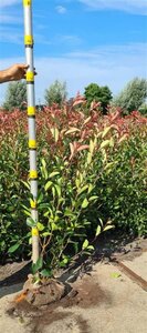 Photinia fraseri 'Red Robin'= 'Roodborstje' 125-150 cm met kluit - afbeelding 2