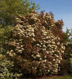 Photinia fraseri 'Red Robin'= 'Roodborstje' 125-150 cm RB - image 1