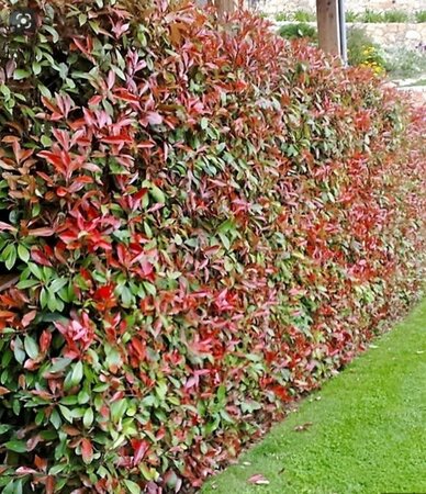 Photinia fraseri 'Red Robin'= 'Roodborstje' 125-150 cm RB - image 12