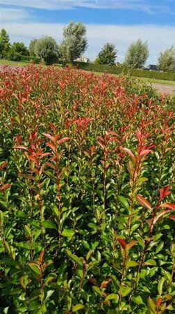 Photinia fraseri 'Red Robin'= 'Roodborstje' 125-150 cm RB - image 2