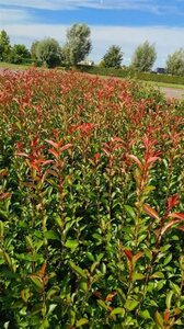 Photinia fraseri 'Red Robin'= 'Roodborstje' 125-150 cm RB - image 2