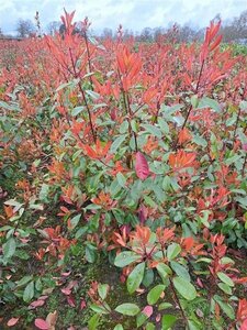 Photinia fraseri 'Red Robin'= 'Roodborstje' 125-150 cm RB - image 5