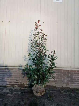 Photinia fraseri 'Red Robin'= 'Roodborstje' 125-150 cm RB - image 3