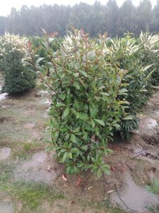 Photinia fraseri 'Red Robin'= 'Roodborstje' 125-150 cm RB - image 7