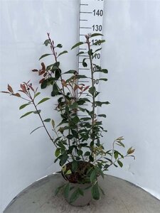 Photinia fraseri 'Red Robin'= 'Roodborstje' 80-100 cm cont. 10L - afbeelding 11