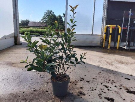 Photinia fraseri 'Red Robin'= 'Roodborstje' 80-100 cm cont. 10L - afbeelding 8