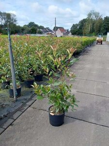 Photinia fraseri 'Red Robin'= 'Roodborstje' 80-100 cm cont. 10L - afbeelding 12