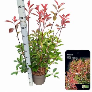 Photinia fraseri 'Red Robin'= 'Roodborstje' 80-100 cm cont. 10L - afbeelding 3