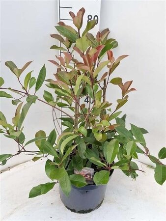 Photinia fraseri 'Red Robin'= 'Roodborstje' 80-100 cm cont. 10L - afbeelding 6