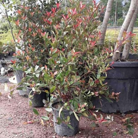 Photinia fraseri 'Red Robin'= 'Roodborstje' 80-100 cm cont. 10L - afbeelding 7