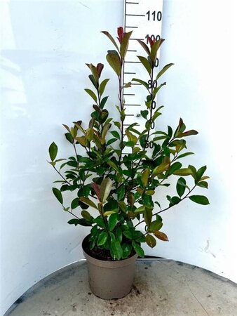 Photinia fraseri 'Red Robin'= 'Roodborstje' 80-100 cm cont. 10L - afbeelding 10