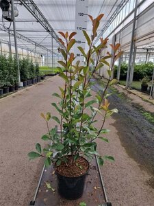 Photinia fraseri 'Red Robin'= 'Roodborstje' 80-100 cm cont. 10L - afbeelding 4