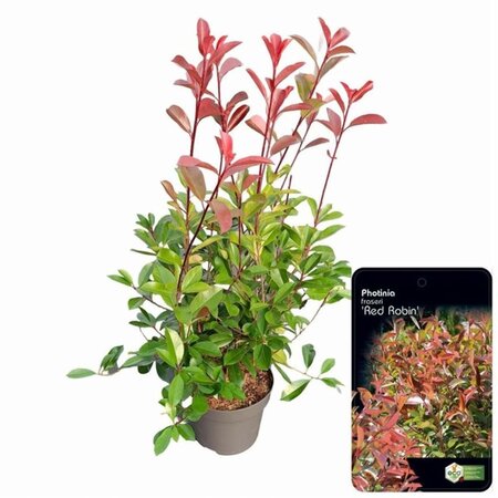 Photinia fraseri 'Red Robin'= 'Roodborstje' 80-100 cm cont. 10L - afbeelding 19