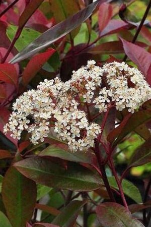 Photinia fraseri 'Red Robin'= 'Roodborstje' 80-100 cm cont. 5,0L - image 3