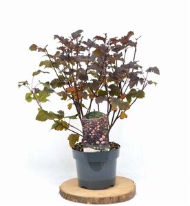 Physocarpus opulif. 'Diabolo' 30-40 cm cont. 3,0L - afbeelding 3