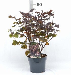 Physocarpus opulif. 'Diabolo' 30-40 cm cont. 3,0L - afbeelding 4