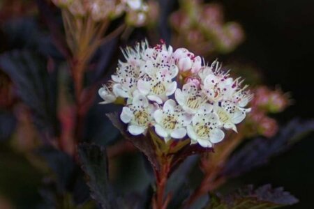 Physocarpus opulif. 'Diabolo' 80-120 cm wortelgoed 3-5 tak - afbeelding 4