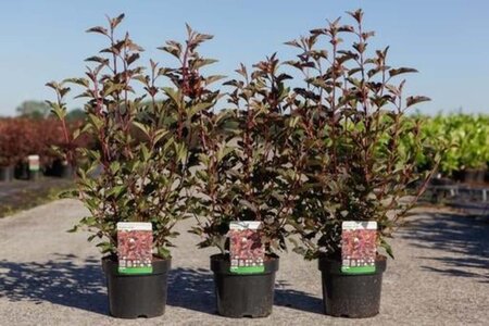 Physocarpus opulif. Diable d'Or 40-60 cm cont. 3,0L