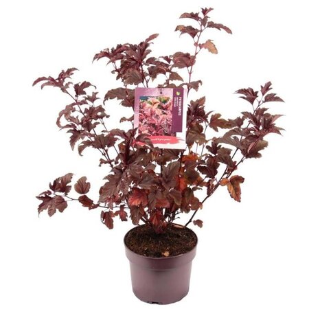 Physocarpus opulif. Little Angel 30-40 cm cont. 3,0L