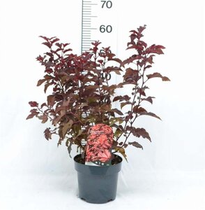 Physocarpus opulif. Little Angel 40-50 cm cont. 3,0L - afbeelding 2