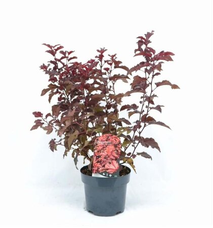 Physocarpus opulif. Little Angel 40-50 cm cont. 3,0L - afbeelding 3