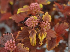 Physocarpus opulif. Little Angel 40-50 cm cont. 3,0L - afbeelding 4