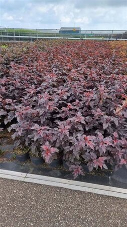 Physocarpus opulif. Lady in Red 50-60 cm cont. 3,0L