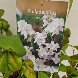 Philadelphus 'Virginal' 50-60 cm cont. 3,0L - afbeelding 2