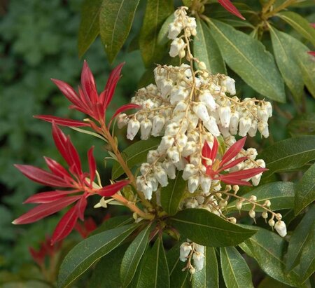 Pieris 'Forest Flame' 40-50 cm cont. 3,0L - image 2