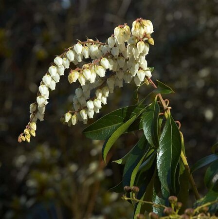 Pieris 'Forest Flame' 40-50 cm cont. 3,0L - image 3