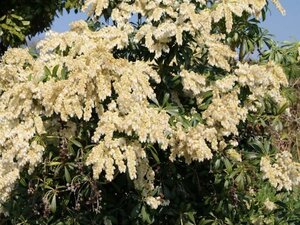 Pieris jap. 'Debutante' 25-30 cm cont. 3,0L - image 1