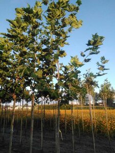 Platanus hispanica 12-14 STA BR 2 X V - image 1