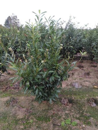 Prunus l. 'Caucasica' 150-175 cm RB - image 6