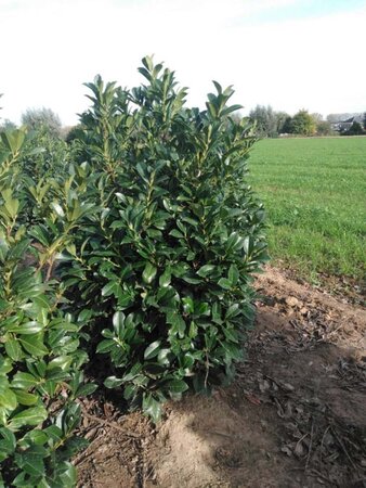 Prunus l. Etna 125-150 cm RB - image 4