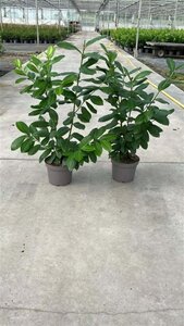 Prunus l. 'Novita' 60-80 cm cont. 5,0L - afbeelding 5