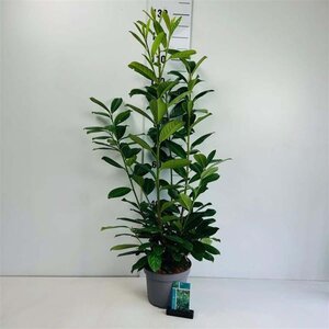 Prunus l. 'Novita' 60-80 cm cont. 5,0L - afbeelding 4