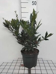 Prunus l. 'Otto Luyken' 30-40 cm cont. 3,0L - afbeelding 6