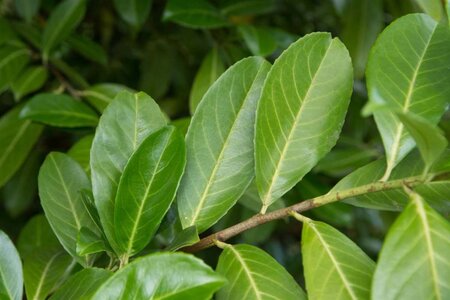 Prunus l. 'Rotundifolia' 100-125 cm cont. 5,0L - afbeelding 2